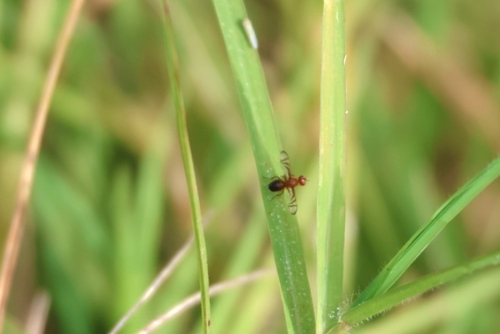 Unknown species found near New Smyrna Beach, FL 32169, USA