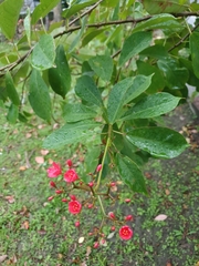 Jatropha integerrima