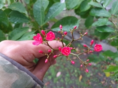 Jatropha integerrima