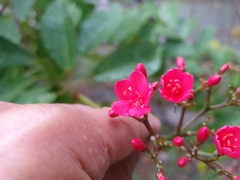 Jatropha integerrima