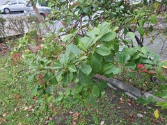 Jatropha integerrima