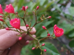 Jatropha integerrima