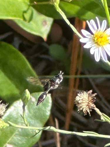 Unknown species found near University of Central Florida Arboretum Trail, Orlando, FL, US