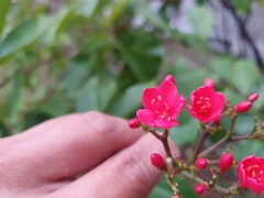 Jatropha integerrima