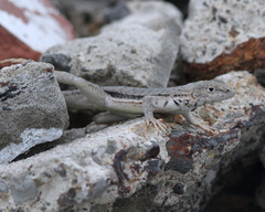 Microlophus peruvianus