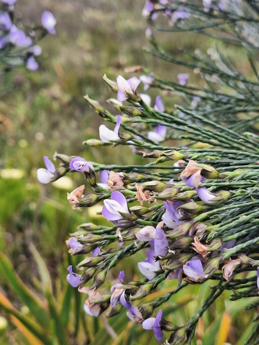 Leafless Fountainbush (Psoralea aphylla)