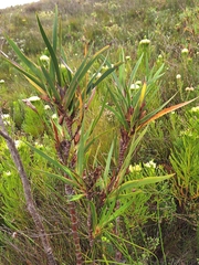 Klattia stokoei (Klattia stokoei)