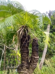 Cycas micronesica