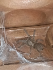Harpactirinae