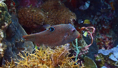 Canthigaster papua
