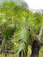 Cycas micronesica