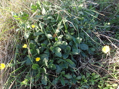 Calendula suffruticosa