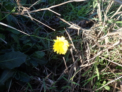 Calendula suffruticosa