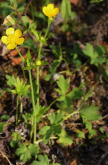 Ranunculus japonicus propinquus