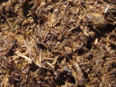 Equus caballus