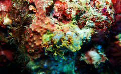 Clavelina detorta