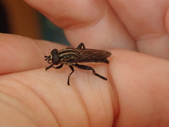 Orthoprosopa bilineata