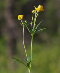 Ranunculus japonicus propinquus