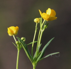 Ranunculus japonicus propinquus