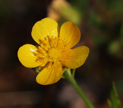 Ranunculus japonicus propinquus