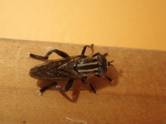 Orthoprosopa bilineata