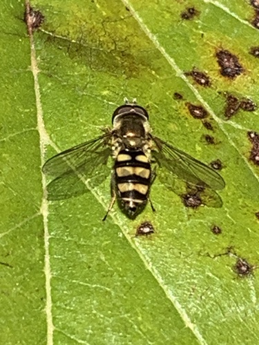 Unknown species found near Holy Wisdom Monastery, Middleton, WI, US
