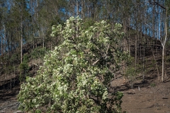 Angophora subvelutina