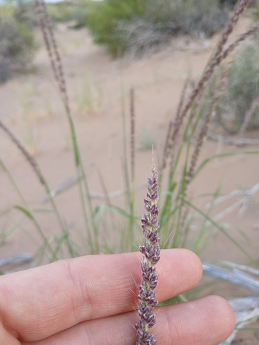 Setaria mendocina