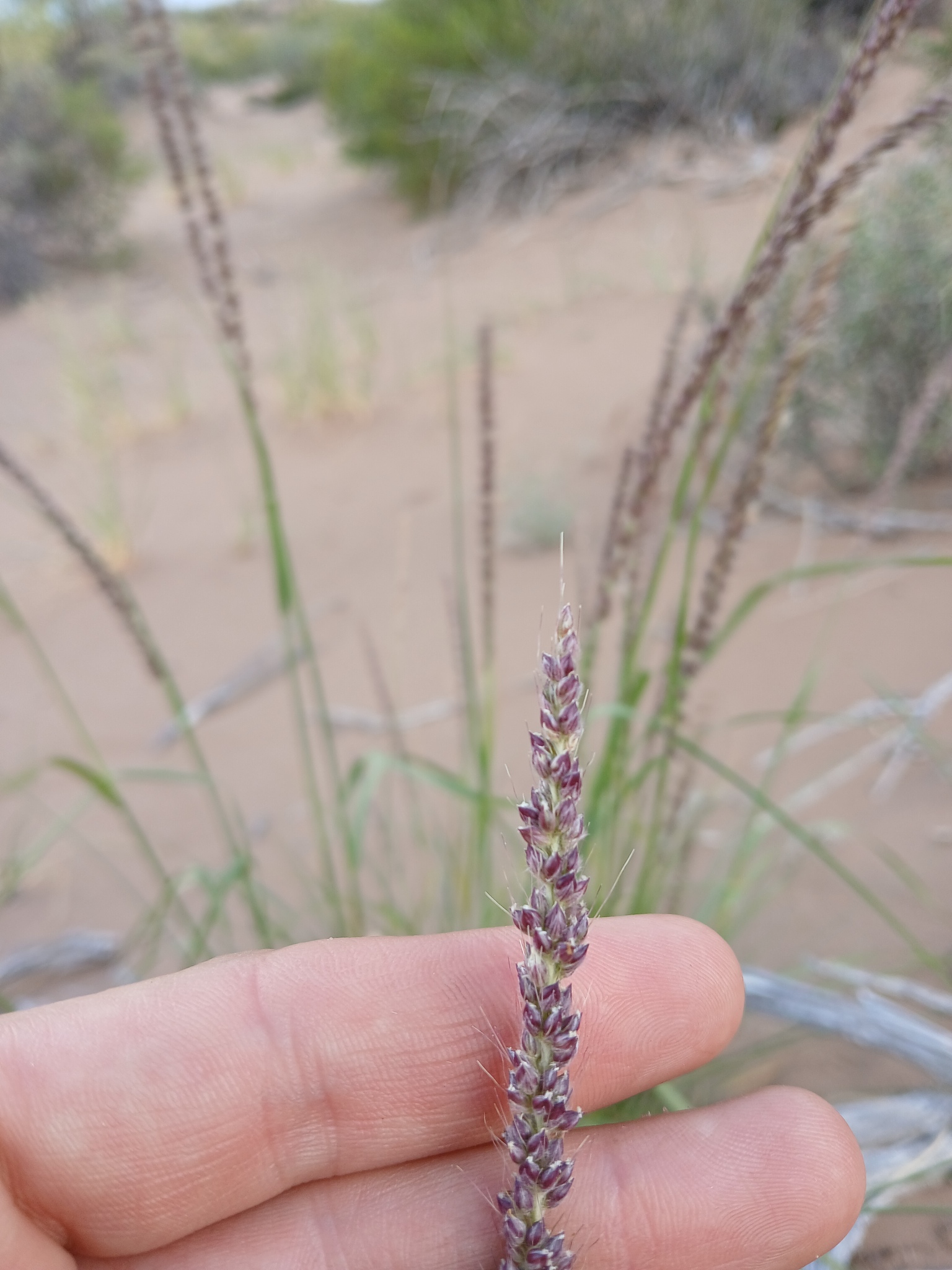 Setaria mendocina