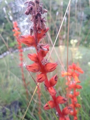 Sinningia allagophylla