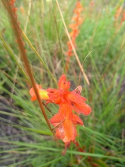 Sinningia allagophylla