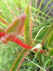 Sinningia allagophylla