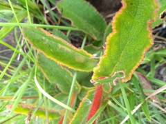 Sinningia allagophylla