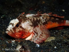 Richardsonichthys leucogaster