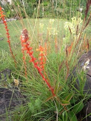 Sinningia allagophylla