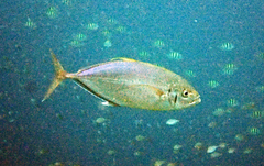 Craterognathus plagiotaenia