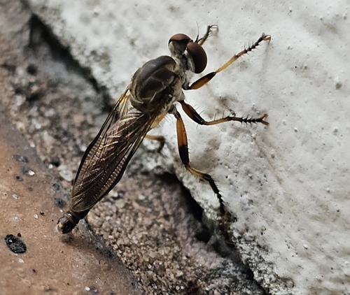 Unknown species found near Davie, FL 33317, USA