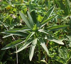 Lilium debile