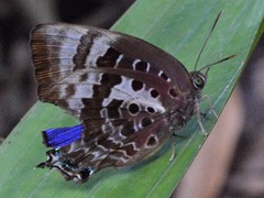 Arhopala micale