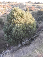 Juniperus