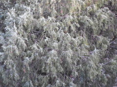 Juniperus
