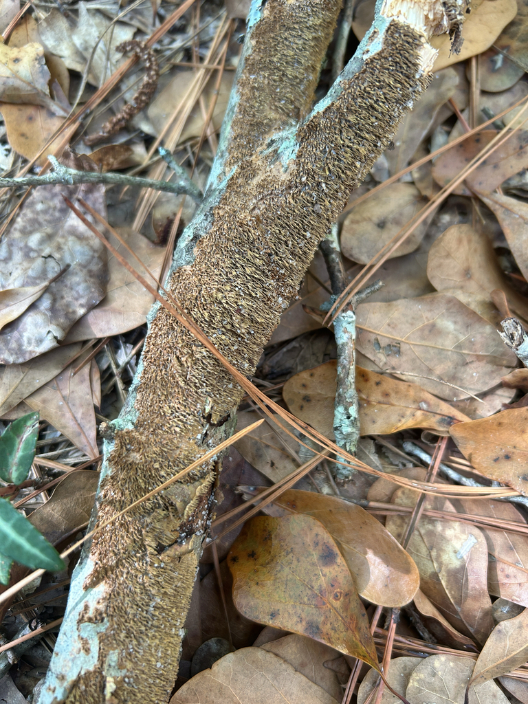 Hydnoporia olivacea · November 2025 · photo: © mechaffeine (iNaturalist, cc0)