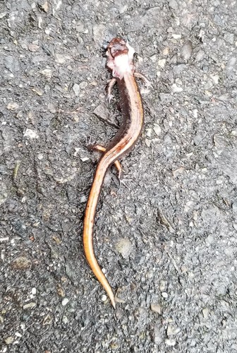 Western Red-backed Salamander, East Renton Highlands, WA, USA, photo 9 of 10
