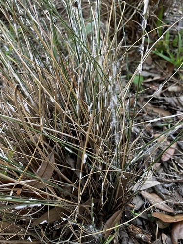Stemmatomerinx acircula