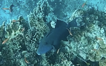 Blue Triggerfish — seen at this dive site