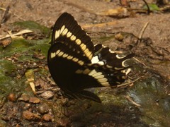 Papilio fuscus canopus