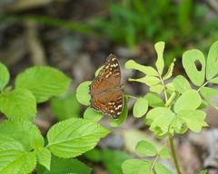 Junonia erigone