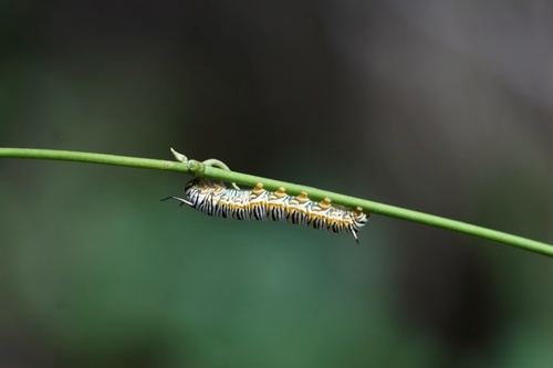 Tirumala choaspes