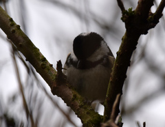 Periparus ater britannicus