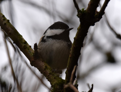 Periparus ater britannicus
